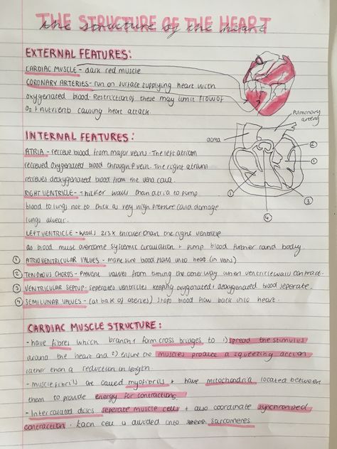 A level biology revision notes on the structure of the heart  #study #revision #notes #school #biology Structure Of The Heart Notes, The Heart Revision Notes, Health Notes School, The Heart Revision, The Heart Biology, Pe Notes Aesthetic, Science Revision Notes Year 8, Science Revision Aesthetic, Gcse Pe Notes