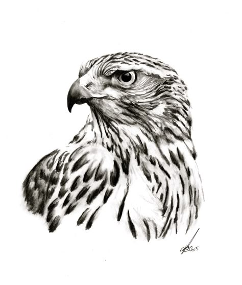 Goshawk Hawk Illustration Drawings, Goshawk Drawing, Goshawk Art, Goshawk Tattoo, Falken Tattoo, Egale Drawing, Deviant Art Drawings, Hawk Sketch, Hawk Tattoo Design