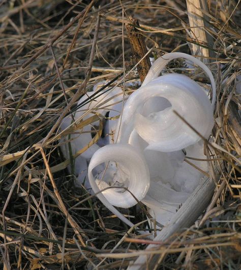 Dubbed "nature’s unusual ice sculptures," frost flowers form and disappear in such a short span of time, catching a glimpse of one requires great timing, perfect temperatures, and a bit of luck. Frost Flower, Frost Flowers, Ice Flowers, Ice Formations, Frozen Water, Save Nature, Winter Bouquet, Ice Crystals, Early Winter