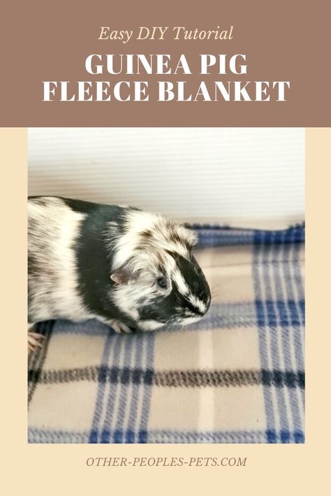 Guinea Pig Fleece Blanket DIY Tutorial - Other People's Pets Guinea Pig Fleece Bedding Diy, Simple Crafts For Adults, Pig Blanket, Melt And Pour Soap Recipes, Fleece Blanket Diy, Guinea Pig Cage Ideas, Guinea Pig Fleece, Cat Simple, Guinea Pig Ideas