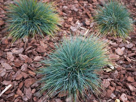 Festuca Glauca, New House Landscaping, Mexican Feather Grass, Fescue Grass, Blue Fescue, Shade Grass, Front Yard Plants, Elevated Gardening, Growing Grass