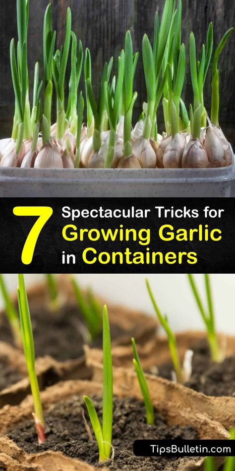 Growing Garlic In Containers, Garlic In Containers, Container Gardening Full Sun, Grow Garlic, Indoor Vegetables, Planting Garlic, Growing Garlic, Container Gardening Ideas, Indoor Vegetable Gardening