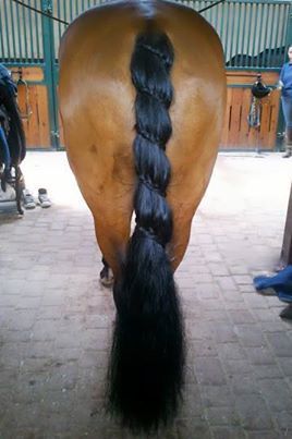 I wonder how many times the horse swatted it's tail and caused the braid to be restarted! Horse Hair Styles, Horse Hair Ideas, Horse Hairstyles, Horse Mane Braids, Horse Braids, Tail Ideas, Horse Hair Braiding, Horse Braiding, Tail Braids