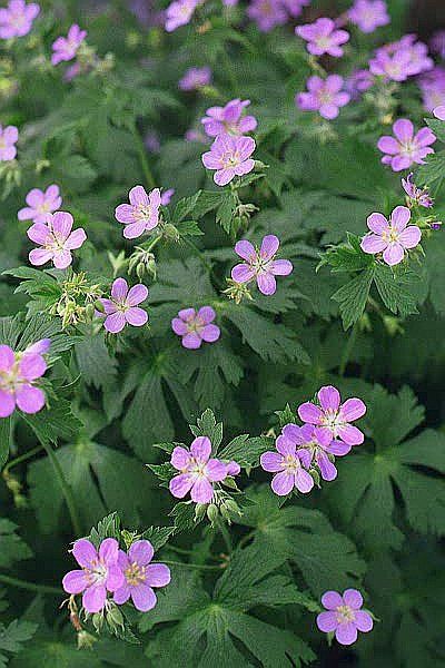 Wild Geranium - Shade, May-June Plant with Maidenhair fern!  Madonnas pins dedicated to the Blessed mother Minnesota Garden, Flower Garden Pictures, Garden Shade, Yard Plants, Wild Geranium, Geranium Plant, Plant Bud, Gardening Inspiration, Succulents In Containers