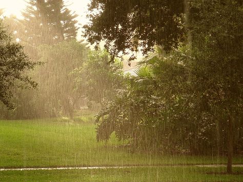 Sun Shower Rain, Sun Shower Aesthetic, Sun Showers Aesthetic, Sunshower Aesthetic, Shower Aesthetic, Animal Pictures For Kids, Rain Aesthetic, Smell Of Rain, I Love Rain