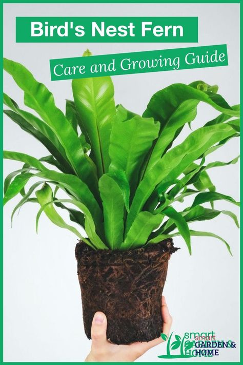 Pet Safe Indoor Plants, Birds Nest Fern, Gardening Gadgets, Modern Gardening, Bird's Nest Fern, Ferns Care, Shade Garden Design, Japanese Bird, Household Plants