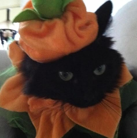 Cat in hat Halloween  Lola Greenberg Profile Pic Halloween, Halloween Discord Pfp, Halloween Cat Pfp, Cat In Halloween Costume, Funny Christmas Card Photo Ideas, Halloween Profile Pics, Disc Pfp, Misty Autumn, Fall Cats