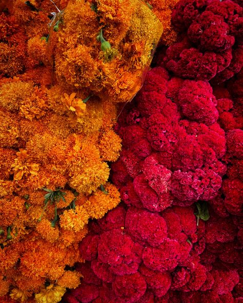 Heading to Mexico City or Oaxaca for Día de Muertos season? Reserve your food tours for this colorful time of year, from late October to early November, at clubtengohambre.com. #clubtengohambre #diademuertos #mexicocity #oaxaca #foodtravel Pallet Aesthetic, Mexico City Wedding, Skelita Calaveras, Million Flowers, Day Of The Dead Art, Mexico Culture, Plants Are Friends, Computer Backgrounds, October Wedding