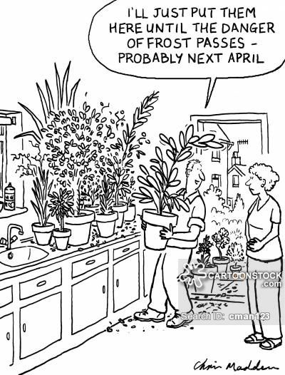 Frosts cartoons, Frosts cartoon, funny, Frosts picture, Frosts pictures, Frosts image, Frosts images, Frosts illustration, Frosts illustrations Gardening Jokes, Plant Humor, Plant Jokes, Garden Humor, Gardening Memes, Gardening Quotes, Gardening Humor, Plants Quotes, Plant Mama