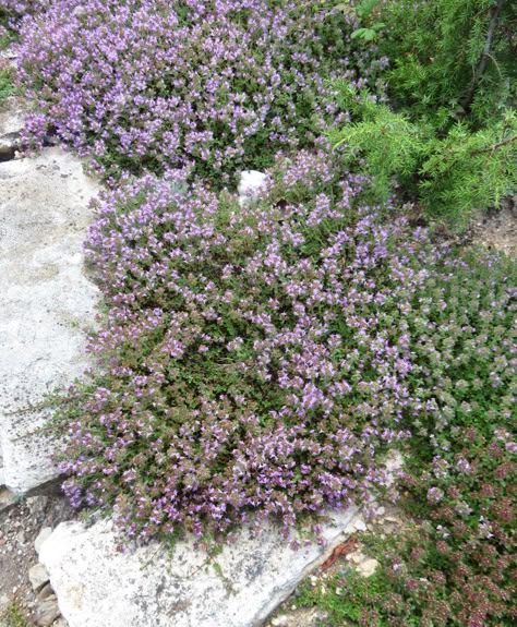 Cottage Herb Garden, Flowering Thyme, Mother Of Thyme, Mallorca Garden, Woolly Thyme, Pool Trees, Dirt Locker, Kitchen Window Garden, Modern Cottage Garden