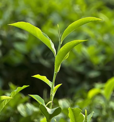 All tea is produced from the same plant – Camellia sinensis. The differences in chemical composition, colour, taste and aroma are created by controlling the degree of oxidation during processing. Tea Leaves Illustration, Spice Plants, Green Tea Plant, Granola Life, Tea And Milk, Living In The Woods, Herb Art, Matcha Green Tea Latte, Green Tea Leaf