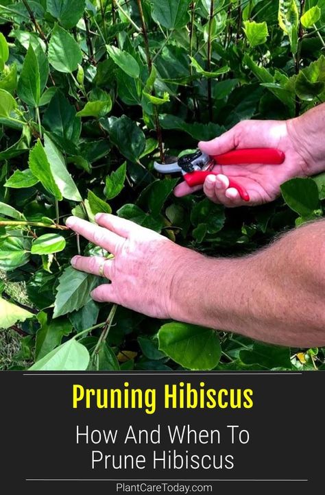 Pruning Hibiscus: Learn how and when to prune Hibiscus for the best plant growth and health. Keep your plant looking attractive and lively. [GUIDE] Hibiscus Tree Care, Hibiscus Fertilizer, Hibiscus Shrub, Hibiscus Bush, Growing Hibiscus, Pruning Plants, Hibiscus Tree, Hibiscus Garden, Hardy Hibiscus