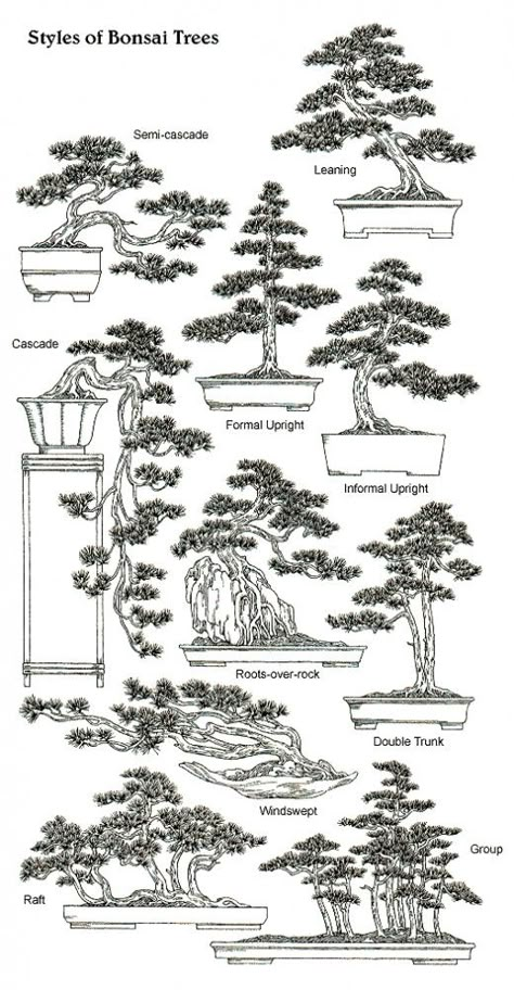 A comprehensive guide to anyone who have a interest in wanting to create miniature trees or just learn the science of dwarfing trees. Cassandra Calin, Bonsai Tree Types, Bonsai Techniques, Bonsai Tree Care, Garden Bonsai, Beautiful Bonsai, Bonsai Styles, Wire Trees, Bonsai Art