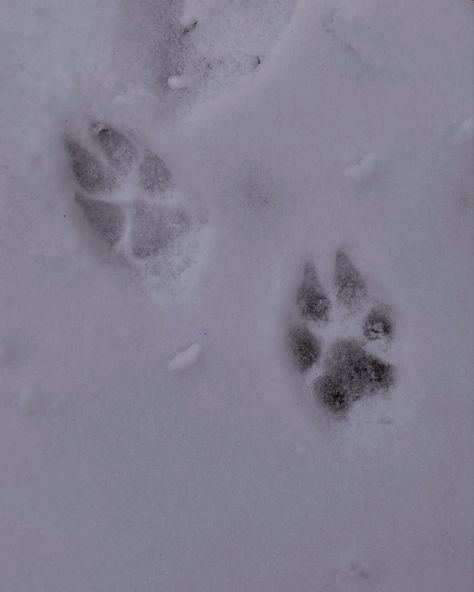 Snow Dog Aesthetic, Dog Winter Aesthetic, Sled Dogs Aesthetic, Winter Dog Aesthetic, Sled Dog Aesthetic, Dog Sledding Aesthetic, Cerberus Aesthetic, Snow Leopard Aesthetic, White Dog Aesthetic