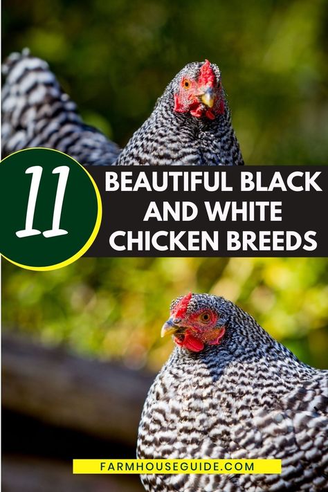 Each of these 11 breeds of chicken has stunning black and white plumage that will add a hint of style to your backyard coop. They are all hardy breeds that have solidified their place in the poultry world. Whatever you are looking for, you will definitely find a black and white chicken breed that suits your fancy. #chickenbreeds #beautifulwhitechickenbreeds #differentpatterns #typesof #listofchickenbreeds #chickenbreedsguides #farmhouseguide White Chickens Breeds, Black And White Chicken, White Chicken Breeds, Chicken Breeds And Egg Color, Heritage Breed Chickens, Dominique Chickens, Friendliest Chicken Breeds, Barred Rock Chickens, Chicken Egg Colors