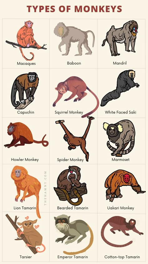 Types of Monkeys Different Kinds Of Monkeys, Monkey Reference Drawing, Squirrel Monkey Drawing, Kinkajou Monkey, Spider Monkey Drawing, Monkey Drawing Sketch, Monkey Fursona, Monkey Art Illustration, Monkey Anatomy