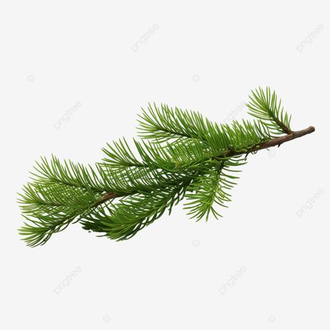 spruce christmas tree branch branch of a forest tree green all year round tree leaves fern leaf fe Spruce Branch, Christmas Carol Charles Dickens, Spruce Christmas Tree, Christmas Leaves, New Years Tree, Christmas Tree Branches, Spruce Tree, Leaf Images, Journal Sketchbook