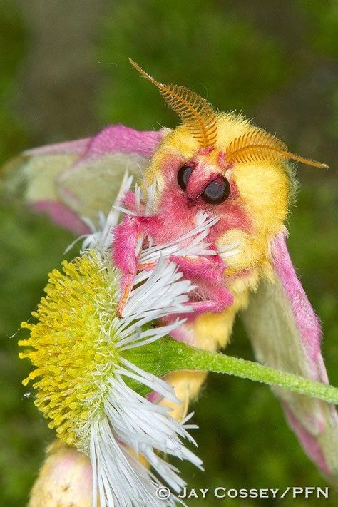 Rose Maple Moth, Fluffy Moths, Cute Moths, Maple Moth, Rosy Maple Moth, Moth Species, Cute Moth, Mantis Shrimp, Cool Insects