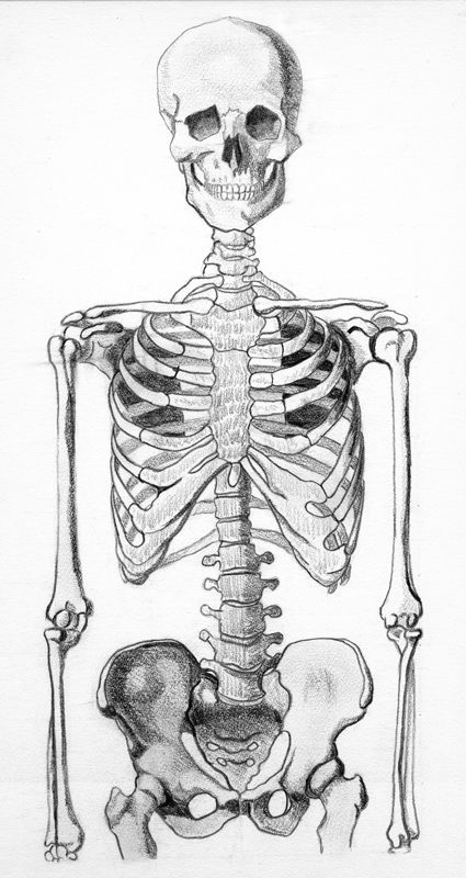 Anatomy Skeleton, Human Skeleton Anatomy, Skeleton Drawing, Skeleton Anatomy, Life Drawings, Skeleton Drawings, Human Anatomy Drawing, Skulls Drawing, Human Skeleton