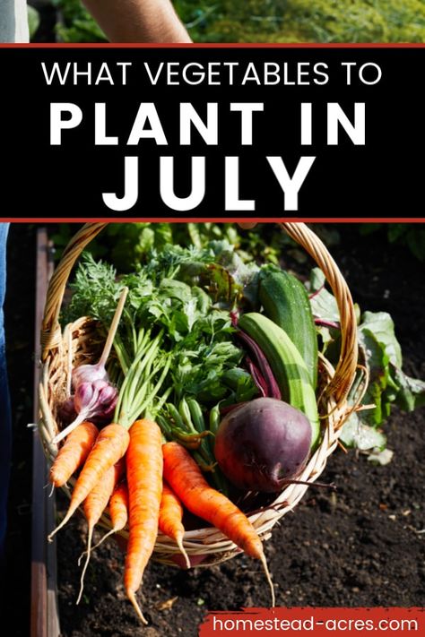 What To Plant In July, Homestead Garden Layout, Tattoo Plant, List Of Vegetables, Starting A Vegetable Garden, Vegetable Garden Ideas, Fall Gardening, Gardening Planting, Fall Vegetables