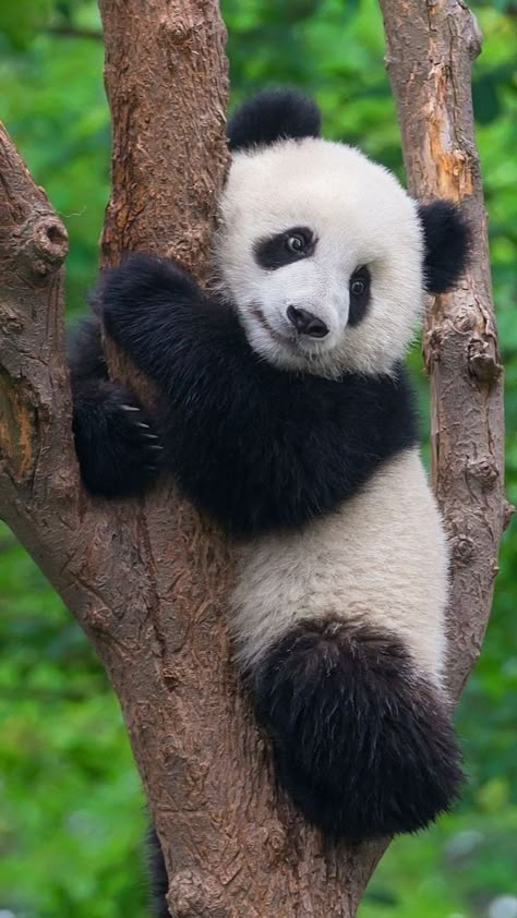 Panda For Wallpaper, Panda Pic, Panda Photo, Panda Images For Dp, Panda Photography, Real Panda Wallpaper, Chinese Panda, Baby Panda Bears, Jungle Scene