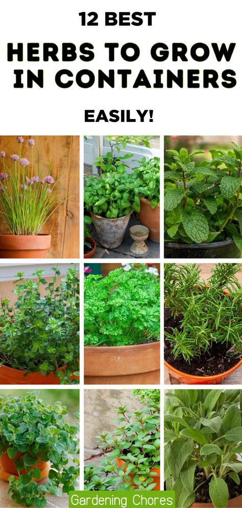 12 Of The Best Herbs To Grow In Pots And Containers Must Have Herbs In Garden, Herbs Container Garden, Herb Pots Outdoor Container Gardening, How To Grow Herbs Inside, Herbs For Garden, Growing Mint In Pots, How To Plant Herbs In Pots, How To Grow Herbs Outdoors, Best Herbs To Grow Outdoors