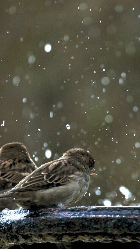 Rainy Wallpaper, Rain Wallpapers, Sparrow Bird, Digital Art Photography, Feeling Pictures, Sparrows, Hd Background, Mac Laptop, Cool Wallpapers Art