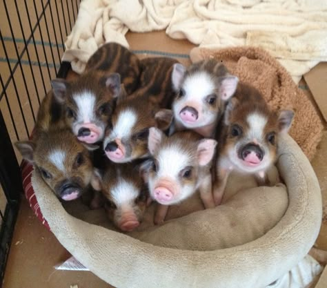 Kune Kune Mini Pig~ a mini pig will be our next family pet after chickens <<< accurate Miniature Pigs, Regnul Animal, Teacup Pigs, Mini Pigs, Cute Piggies, Pet Pigs, Baby Pigs, This Little Piggy, Cute Critters