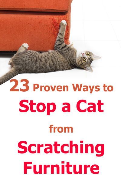 23 Proven Ways To Stop A Cat From Scratching Furniture by TheCatSite.com #TCS #TheCatSite #Cat #Kitten #Furniture #Cats #Kittens #CatCare #CatGuide Katt Grejer, Cat Scratching Furniture, Cat Tips, Akita Dog, Cat Hacks, Furniture Scratches, Cat Info, Pet Tips, Kitten Care