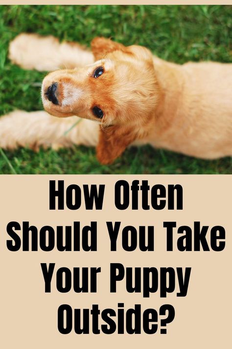 Super helpful tips on how to potty train your puppy including how to show your puppy where to pee.  Includes a free, step-by-step professional video series from Doggy Dan!
Puppy Potty Training
Puppy House Training
Puppy Housebreaking
Puppy Toilet Training
Puppy Pad Training House Breaking A Puppy, Puppy Toilet Training, Puppy Potty Training Tips, Puppy Potty Training, Puppy Obedience Training, House Training Puppies, Puppy Pads Training, Train A Puppy, How To Potty Train