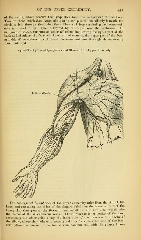 Surgical Art, Human Anatomy Diagram, Mad Scientist Oc, Anatomical Sketches, Scientist Oc, Medical Diagrams, Medical Binder, Nursing School Essential, Body Diagram