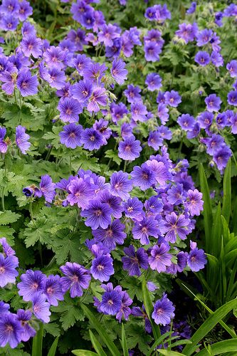 perennial geraniums - cranesbill - wild geraniums... These are ground cover plants. They grow all over the sand dunes along parts of the Northumberland coast in England UK & are a wonderful sight. They're at home in a windy garden & flower profusely over a long period. You can buy the natural colour pictured, or shades of pink. Purple Geraniums, Cranesbill Geranium, Wild Geranium, Hardy Geranium, Chatsworth House, English Gardens, Tropical Pool, Purple Garden, Ground Cover Plants