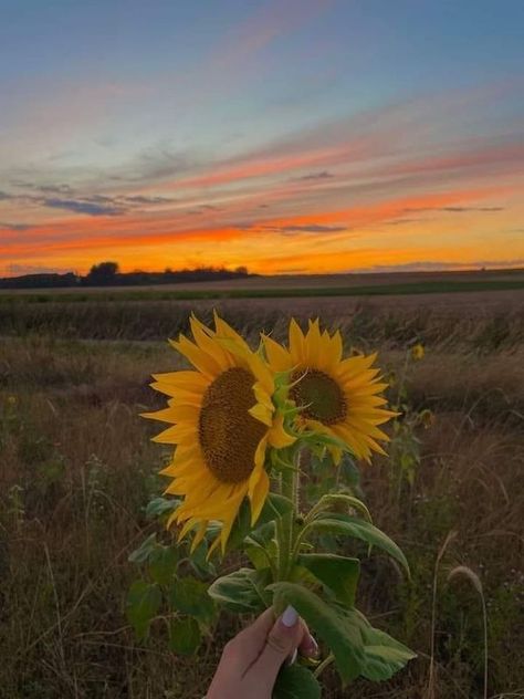 Late Summer Asthetics, Sunset Love Aesthetic, Late August Aesthetic, Sun Asthetics, Sun Flowers Aesthetic, End Of Summer Aesthetic, September Mood Board, Mammoth Sunflower, Aesthetic Sunflower