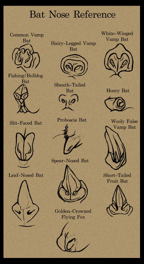 Bat Nose, Bat Anatomy, Nose Reference, Bat Species, Bat Art, Bat Tattoo, Fruit Bat, Heroic Fantasy, Reference Chart