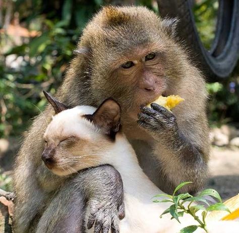 Sometimes Monkeys are friends with Cats | 24 Best Monkey Friends Unusual Animal Friends, Unlikely Animal Friends, Unlikely Friends, Animals Friendship, A Monkey, Unusual Animals, Domestic Cat, Animal Friends, Weird Animals