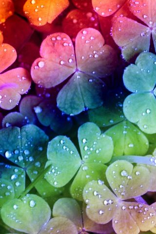 ♥ ✿⊱╮ Phenomenal ♥ ✿⊱╮                                                                                                                                                                                 Más Rainbow Aesthetic, Rainbow Wallpaper, 수채화 그림, Color My World, Beautiful Nature Wallpaper, Water Droplets, Butterfly Wallpaper, Four Leaf, Cute Wallpaper Backgrounds