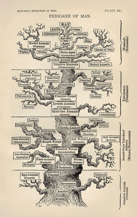 Tree of life by Haeckel, offered by Haeckel in his "The Evolution of Man" (1879), shows the general evolutionary progress of living things culminating in man, the hopeful and suspected end (or height, or crowning achievement) of the process of evolution.  Which is a little odd, come to think of it, to have there be nothing above man, not even a space for unimaginable improvement, not even a single unused branch to express the possibility of supra-human development. Evolution Of Man, Charles Darwin, Scientific Illustration, Different Languages, Science Books, Tree Print, Data Visualization, Science And Nature, Anthropology