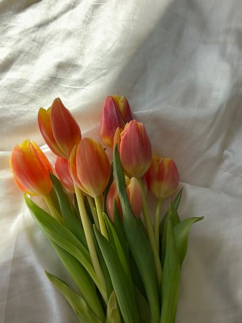 Aesthetic Pink Tulips, Tulips Orange, Orange Nature, Beautiful Spring Flowers, Art Vibe, Flowers Tulips, Fleur Orange, Peach Aesthetic, Orange Tulips