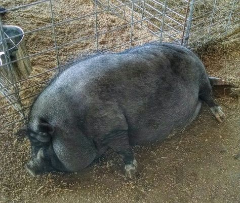 Miniature Pot Belly Pigs, Chicken Little Disney, Pig Teeth, Giant Pig, France Life, Pot Belly Pig, Pig In Mud, Animals Reference, Fat Pig