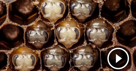 First 21 Days Of Bee’s Life Revealed In Hypnotizing 60-Second Timelapse | Bored Panda All About Bees, Keeping Bees, Raising Bees, Bees And Honey, Bee Stuff, The Bees Knees, Bee Hives, Birds And The Bees, Bee Keeper