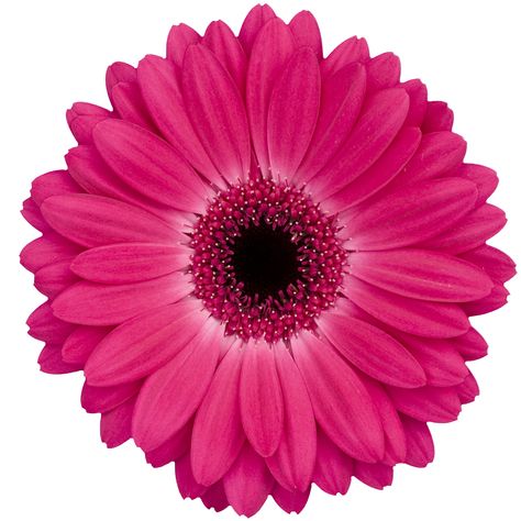 Dutch Flowers, Gerbera Flower, Pink Gerbera, Flower Guide, Winnipeg Manitoba, Florist Supplies, Flowers Delivered, Flower Food, Gerbera Daisy