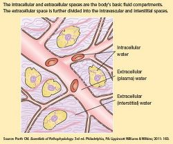 Electrolytes Nursing, Life Without Water, Nursing Iv, Nursing Management, Extracellular Fluid, Nursing School Inspiration, Med Surg Nursing, Nursing School Motivation, Vet Medicine