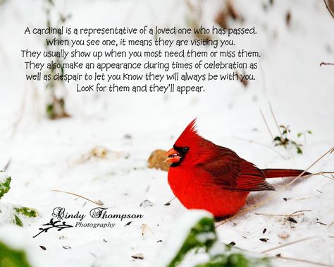 Cardinal Meaning, Bird Quotes, Bird Watchers, Cardinal Birds, Red Bird, Quotes By Authors, Red Cardinal, After Life, Famous Authors