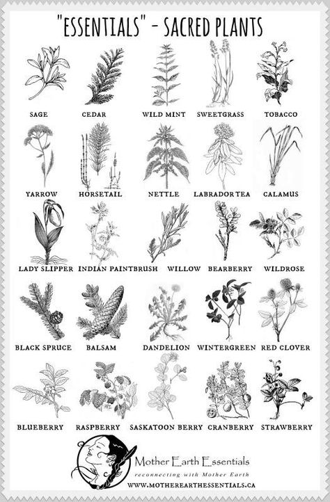 Magia Das Ervas, Sacred Plant, Art Essentials, Magical Herbs, Healing Plants, Hedge Witch, Herbal Magic, Beltane, Healing Herbs