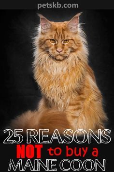 Mancoon Cats, Maine Cooney Cats, Mainecoon Cat, Personality Characteristics, Cat Info, Norwegian Forest Cat, Cat Breed, Sleepy Cat, Cat Behavior