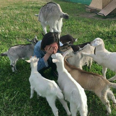 The Long Game, Perfectly Timed Photos, Goat Farming, Baby Goats, Animal Sanctuary, Weimaraner, Cute Creatures, Cocker Spaniel, Doberman