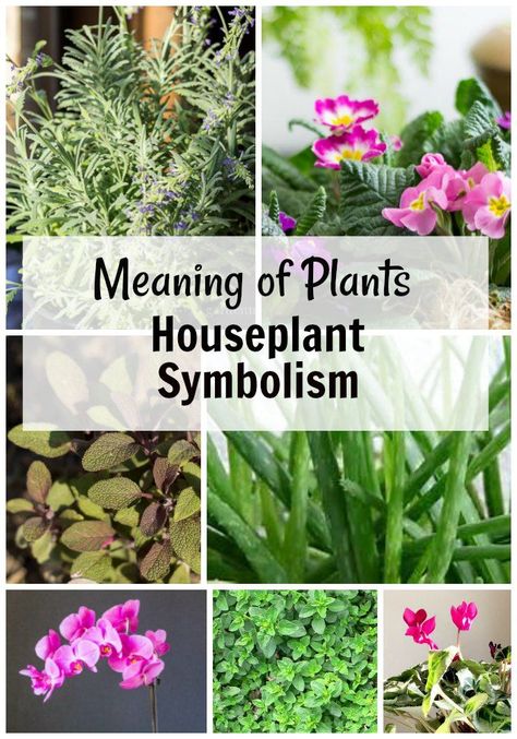 Why not give a plant instead of flowers. See the different meaning of plants with this article about houseplant symbolism for a great gift idea. Plants That Represent Love, Different Plants And Their Meanings, Plant Meanings Chart, Best Plants To Give As Gifts, Plants With Meaning, Plants And Their Meanings, Rectangle Garden Design, Plant Symbolism, Plant Meanings