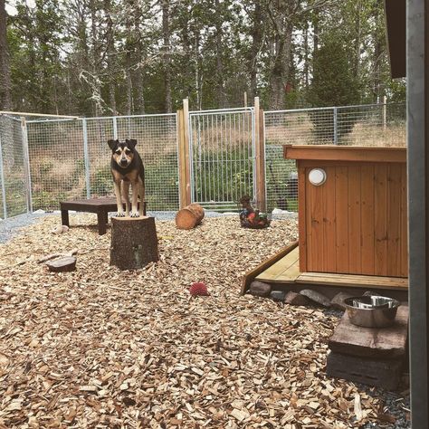 Caroline Alupo - etolog 🐺 on Instagram: “Ett sommarprojekt avklarat ✅ Vi behövde en till hundgård 🐺 Det ska in lite sten och en grävlåda. Annars klart 😀 #hundgård #lundhshundgårdar” Outside Dog Houses, Kennel Ideas Outdoor, Dog Kennel Ideas, Dog Therapy, Kennel Ideas, Dog House Plans, Outside Dogs, Dog Playground, Dog Room