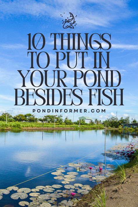 Transform your pond into a mesmerizing oasis with more than just fish! Discover 10 delightful additions that will enhance the beauty and balance of your aquatic haven. From graceful water plants to charming feathered friends, this article is your passport to a diverse and thriving pond ecosystem. Dive into the possibilities and create a sanctuary that goes beyond the ordinary! #PondLife #AquaticEcosystem #BeyondFishBeauty #PondCare #PondGuide #PondImprovement Diy Pond With Fountain, Medium Pond Ideas, Pond Care Tips, Fishing Pond Landscaping, Pond Docks Ideas, Large Pond Ideas, Natural Fish Pond, Backyard Pond Ideas Large, Farm Pond Landscaping