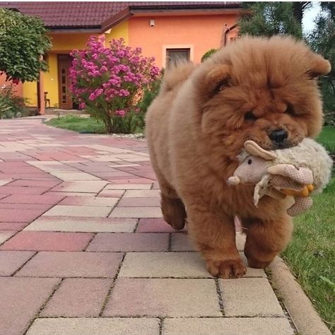 14 Lovely Pictures Of Chow Chows To Make You Fall In Love With Them Puppy Chow Halloween, Puppy Chow Chex Mix, Puppy Chow Chex, Puppy Chow Cookies, Chow Dog Breed, Chow Chow Puppies, Puppy Chow Christmas, Chow Puppies, Dog Aesthetics